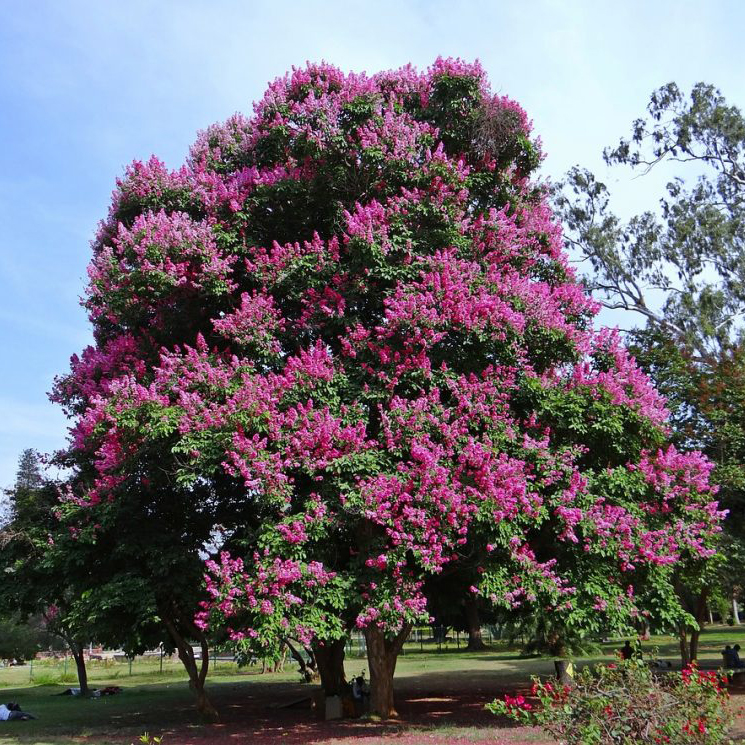 Crape Myrtle