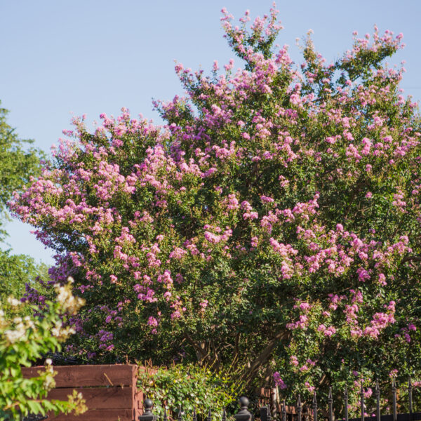 Crape Myrtle