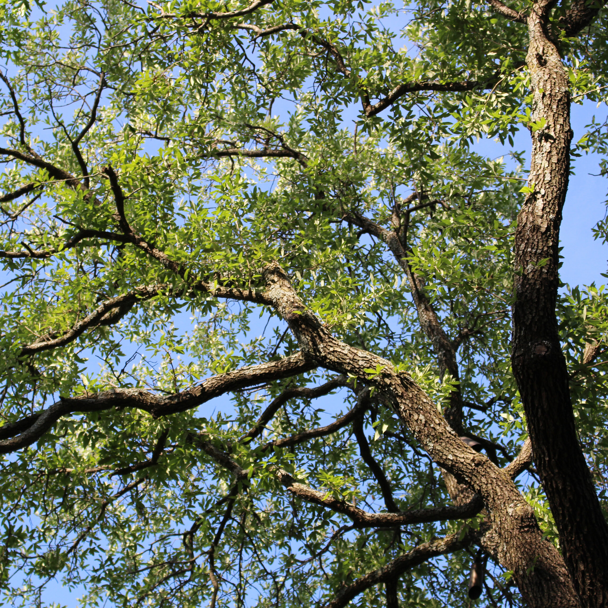 Live Oak