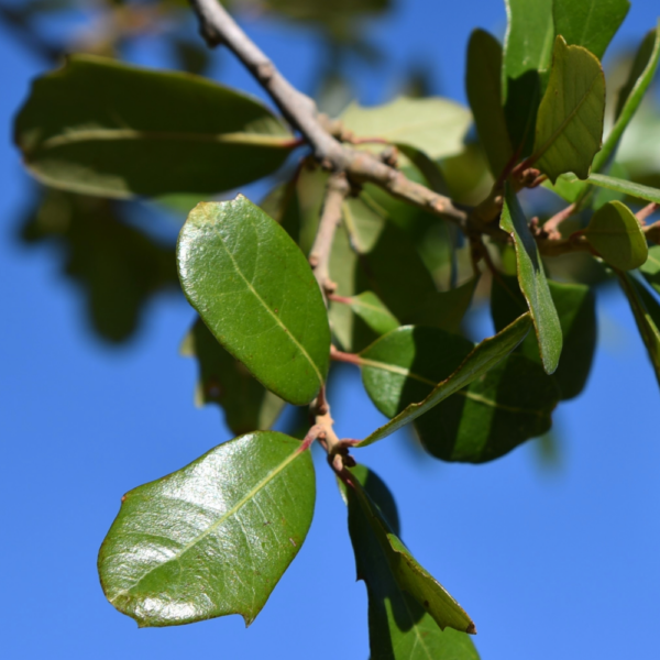 Live Oak