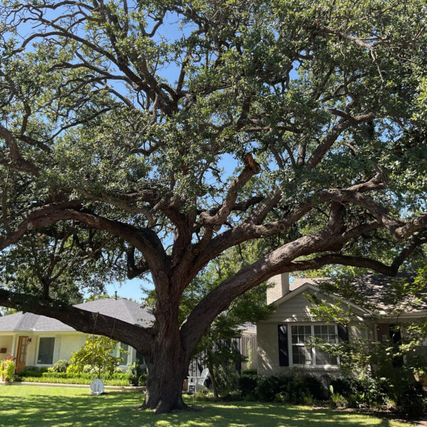 Live Oak
