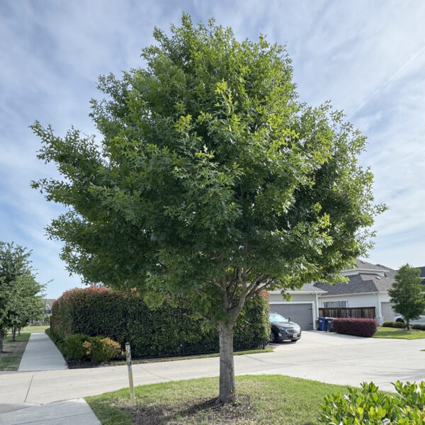 Shumard Red Oak