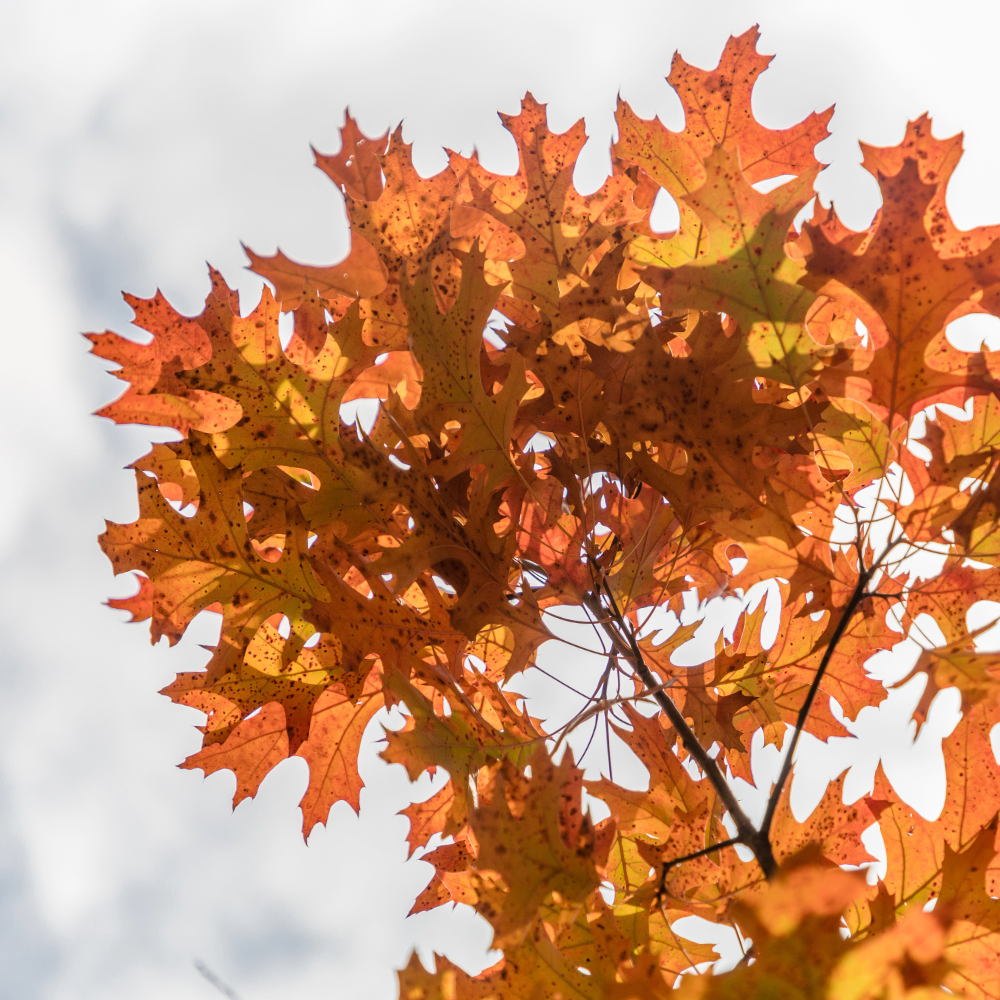 Shumard Red Oak