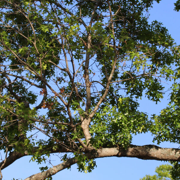 Shumard Red Oak