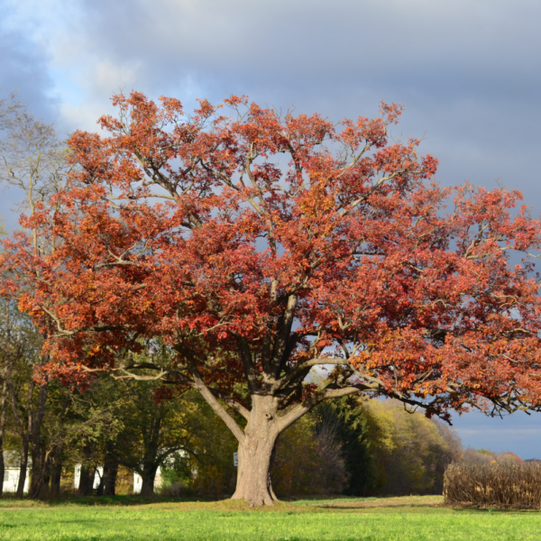 Texas Red Oak (Texas Oak)