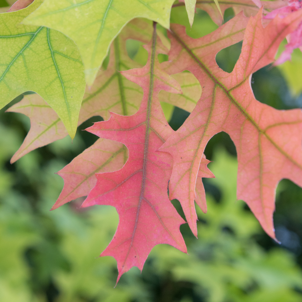 Texas Red Oak (Texas Oak)
