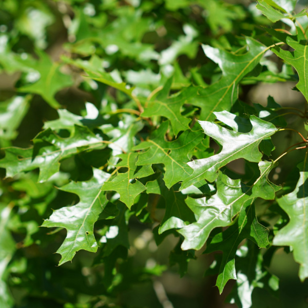 Texas Red Oak (Texas Oak)