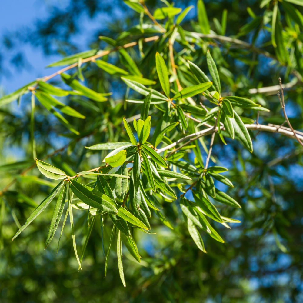 Willow Oak