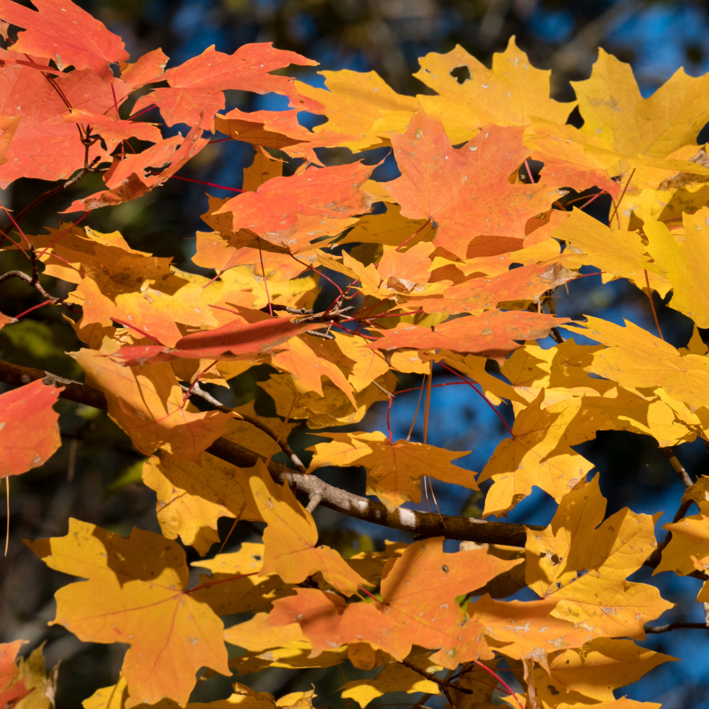 Southern Sugar Maple