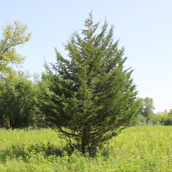 Eastern Red Cedar