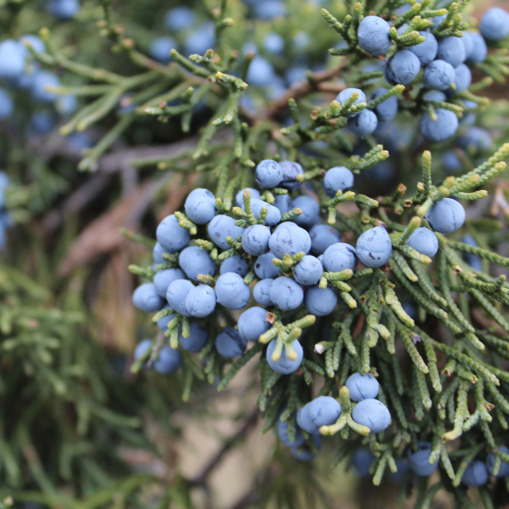 Eastern Red Cedar