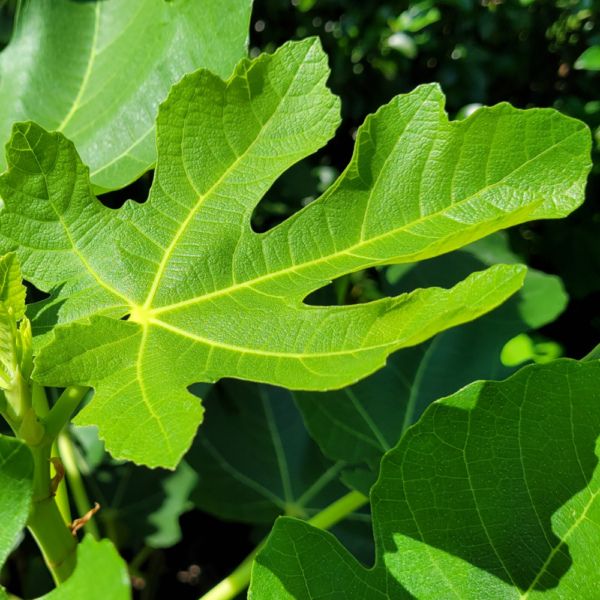 Fig