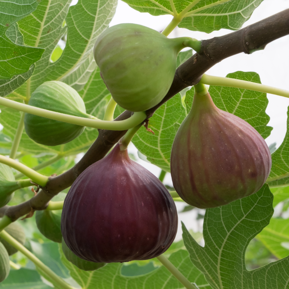 Fig
