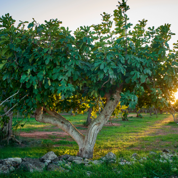 Fig