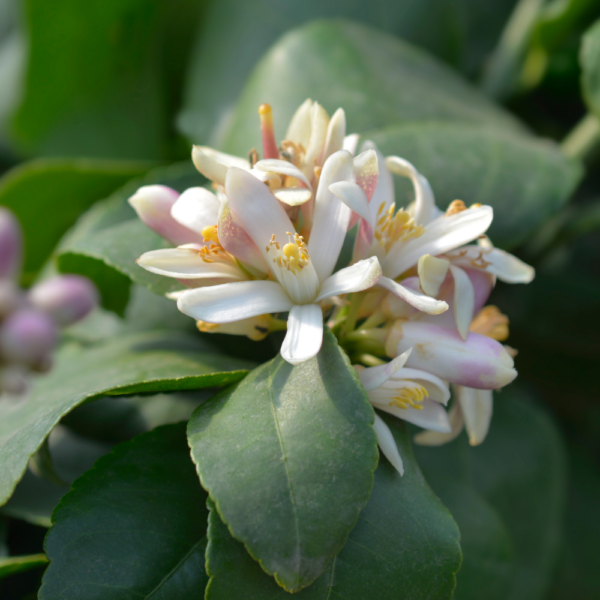 Meyer Lemon