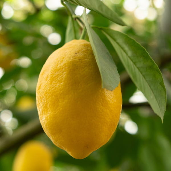 Meyer Lemon