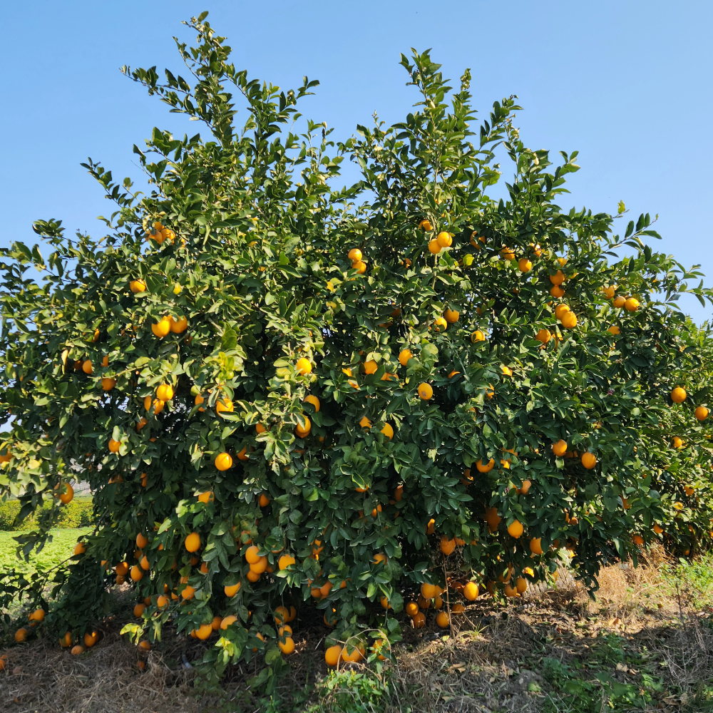 Meyer Lemon