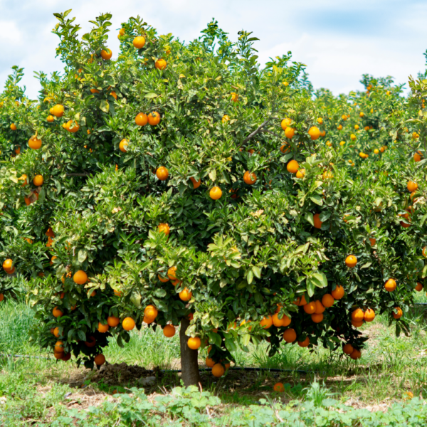 Satsuma