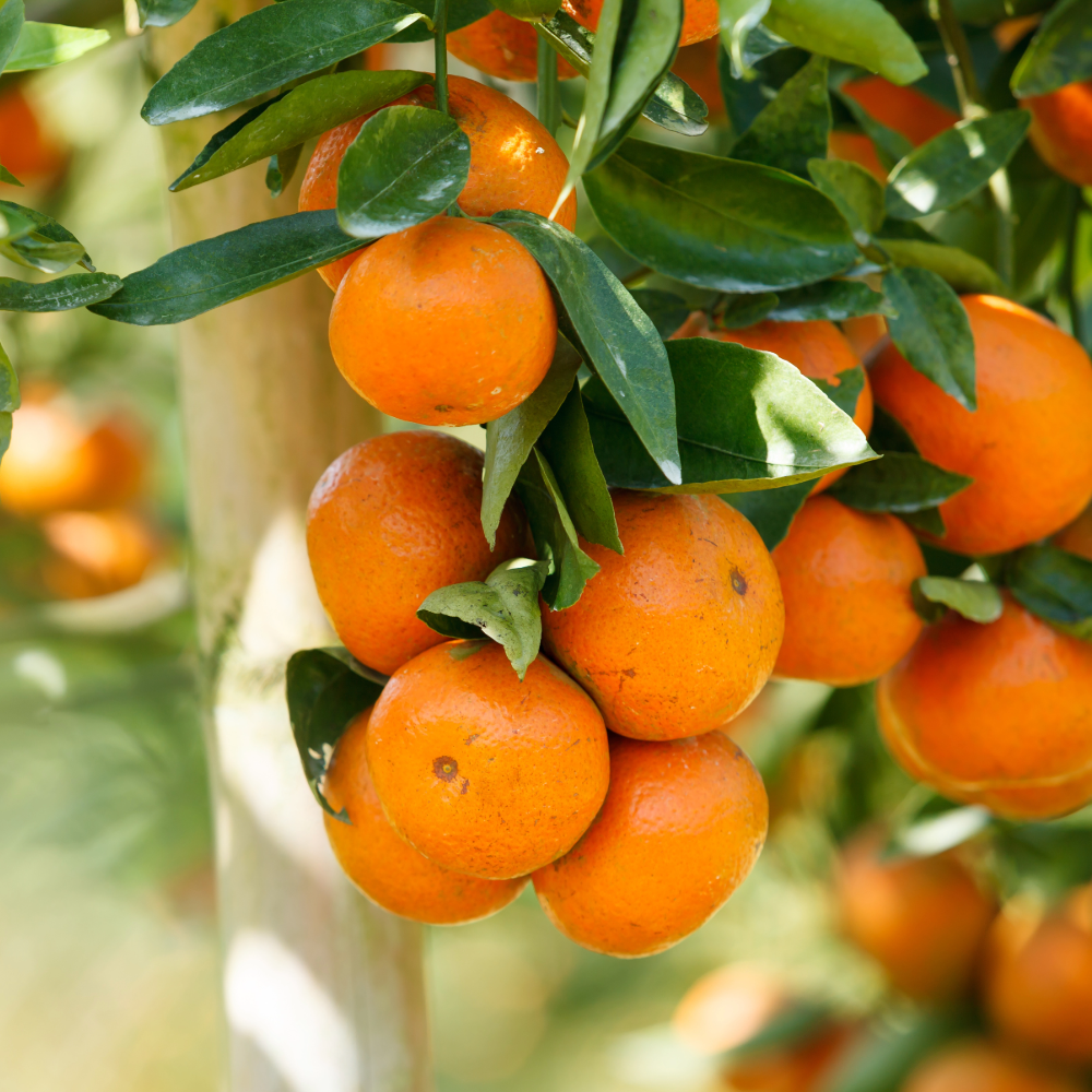 Satsuma