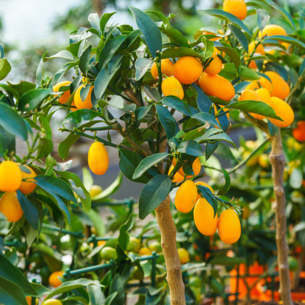 Kumquat