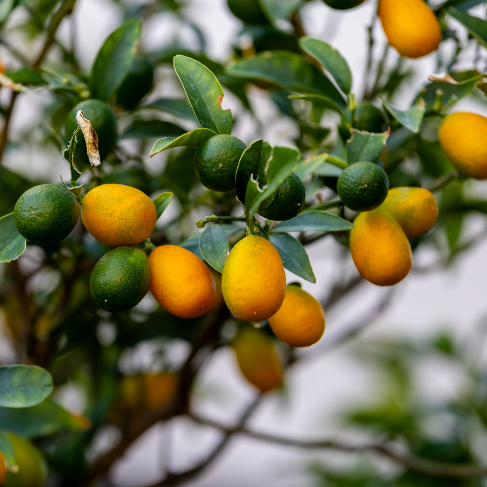 Kumquat