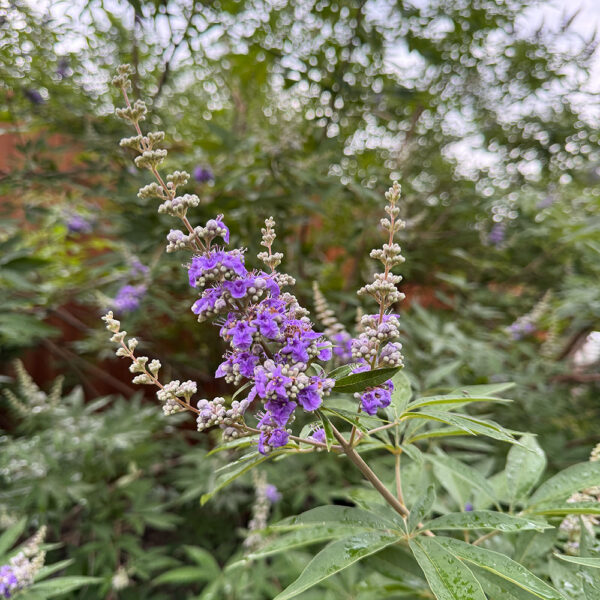 Vitex (Chaste Tree)