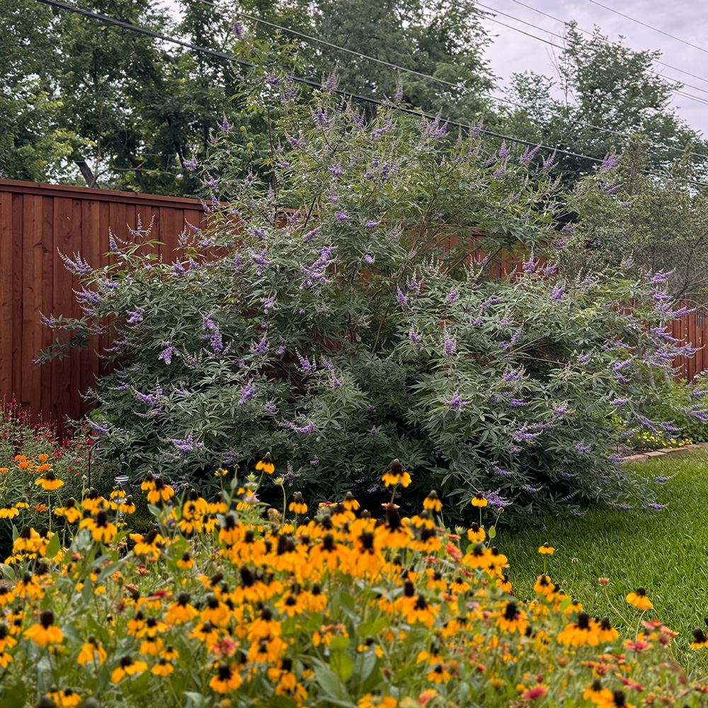 Vitex (Chaste Tree)