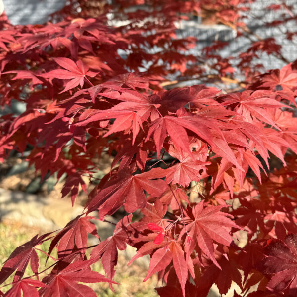 Japanese Maple