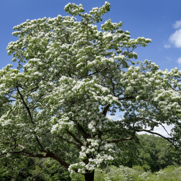 Chinese Fringe Tree