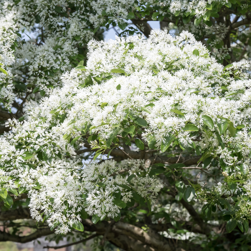 Chinese Fringe Tree