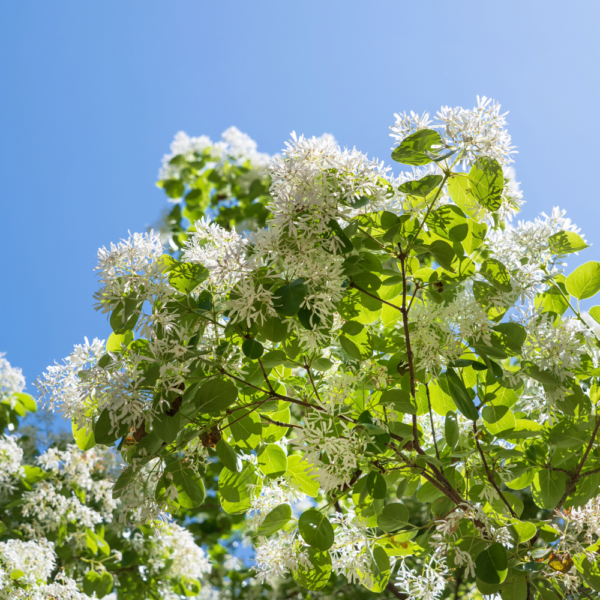Chinese Fringe Tree