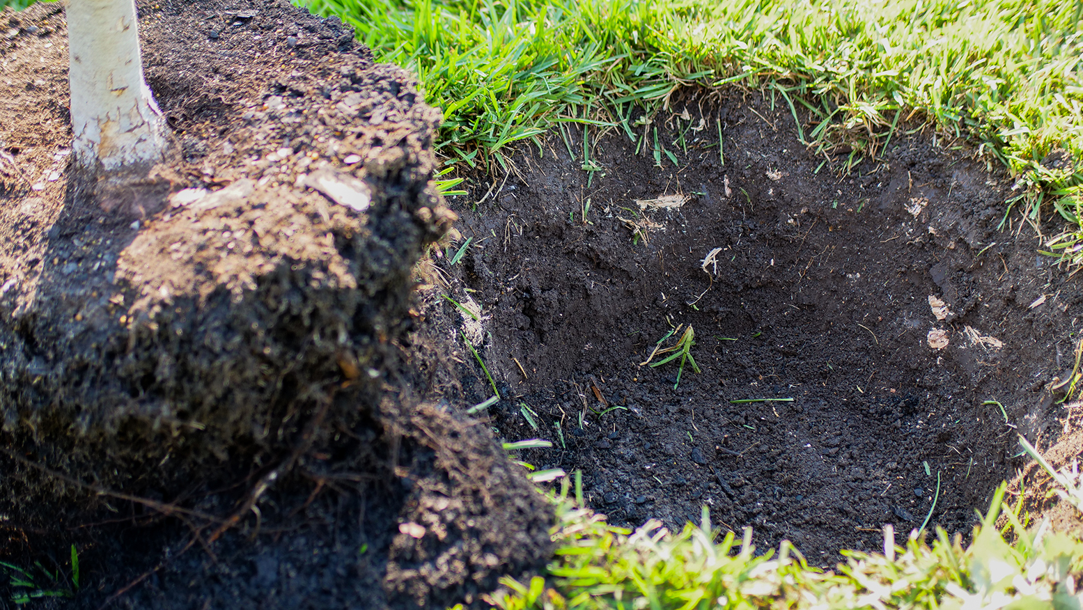 Grand Prairie Tree Planting