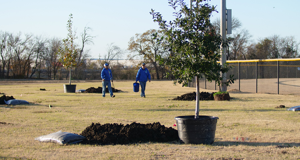 Mesquite Tree Planting