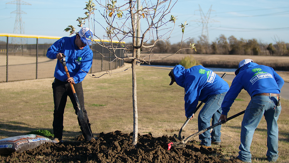 McKinney Tree Planting