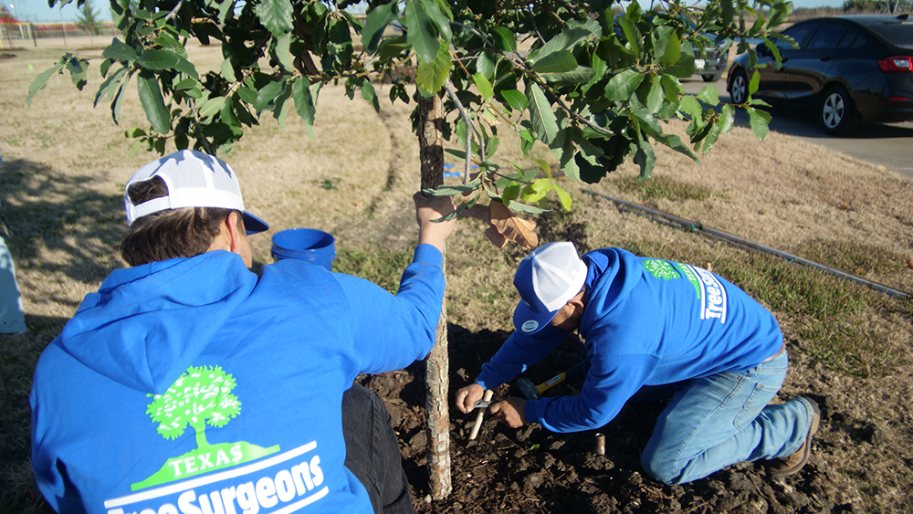 Grapevine Tree Planting