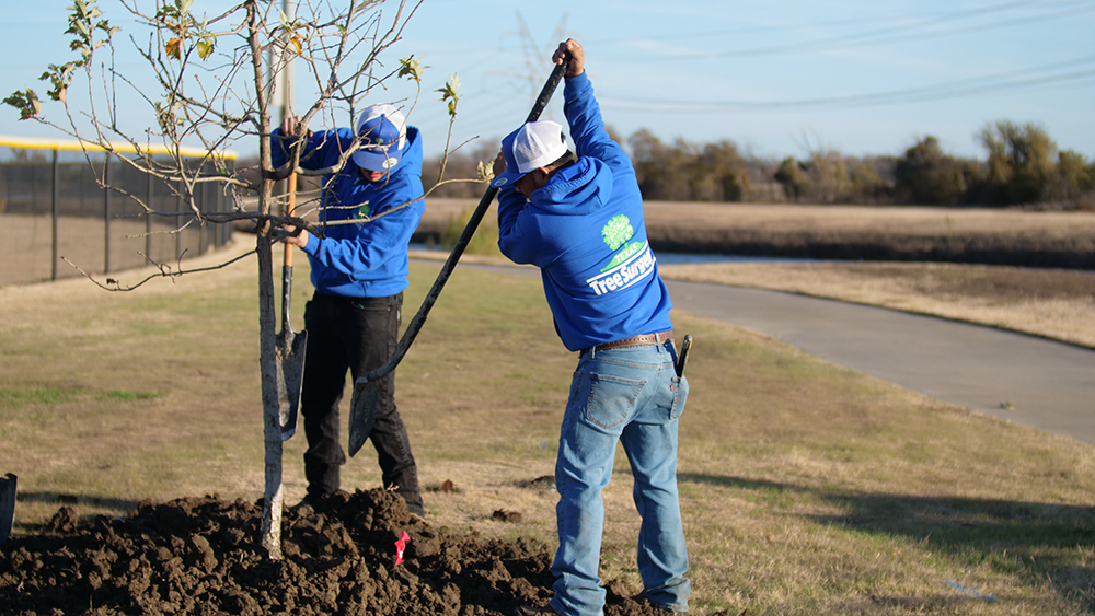 Frisco Tree Planting