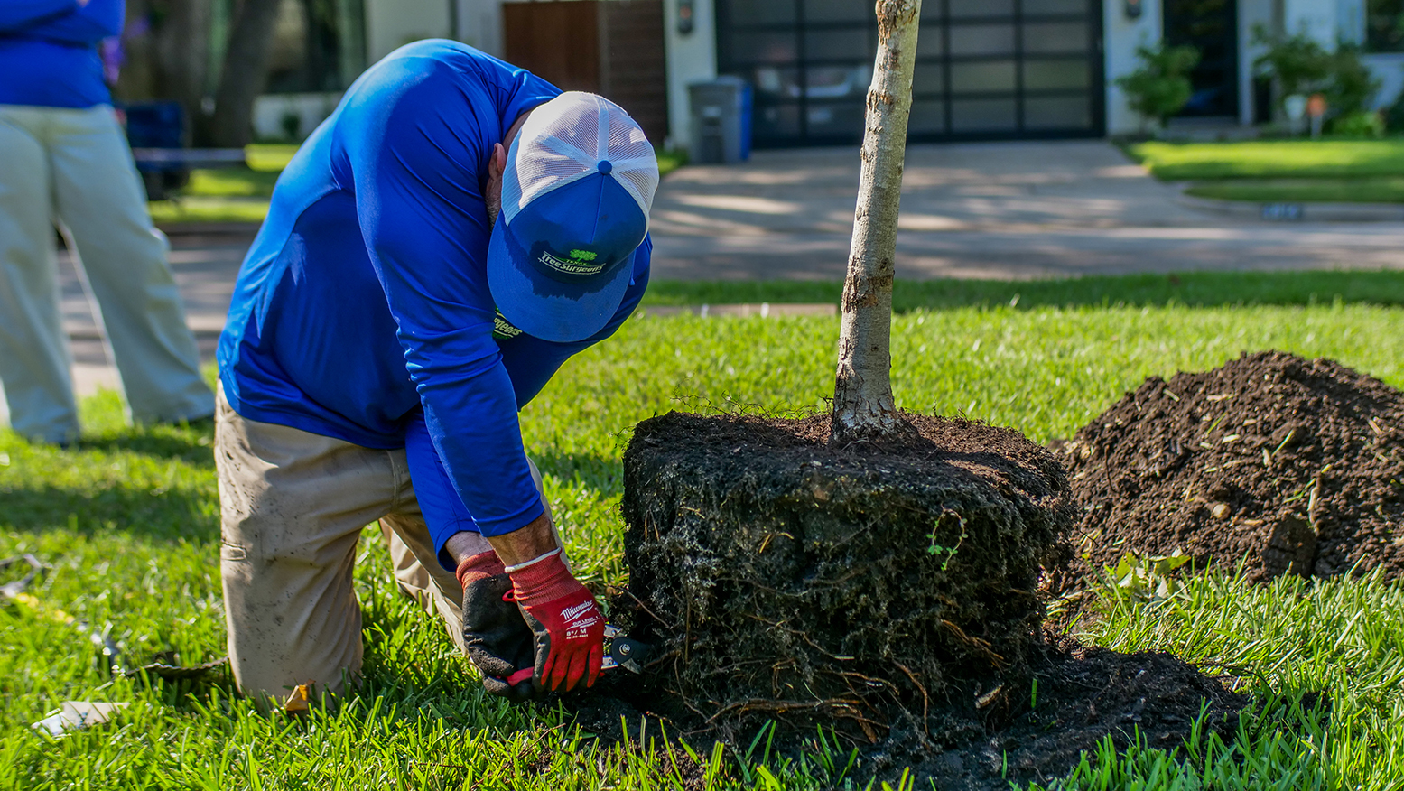 Denton Tree Planting