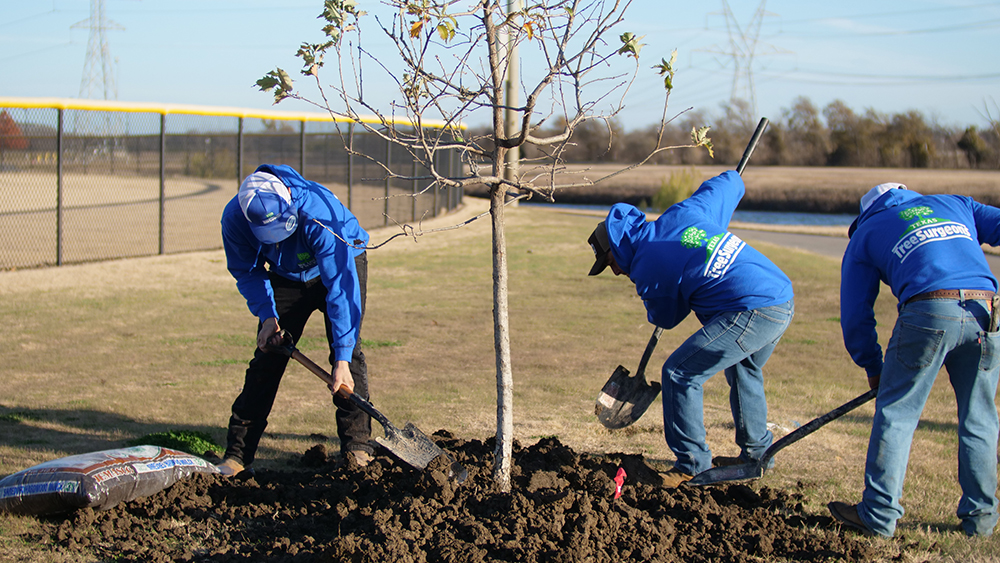 Arlington Tree Planting