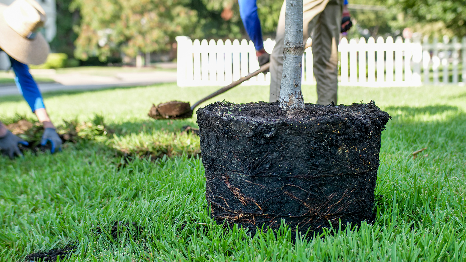 Allen Tree Planting