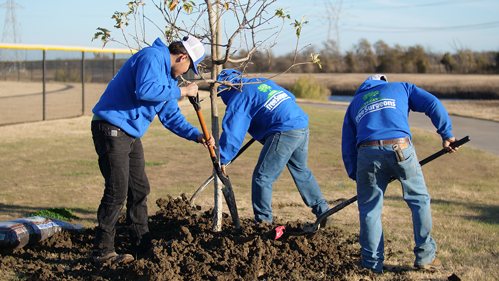Addison Tree Planting