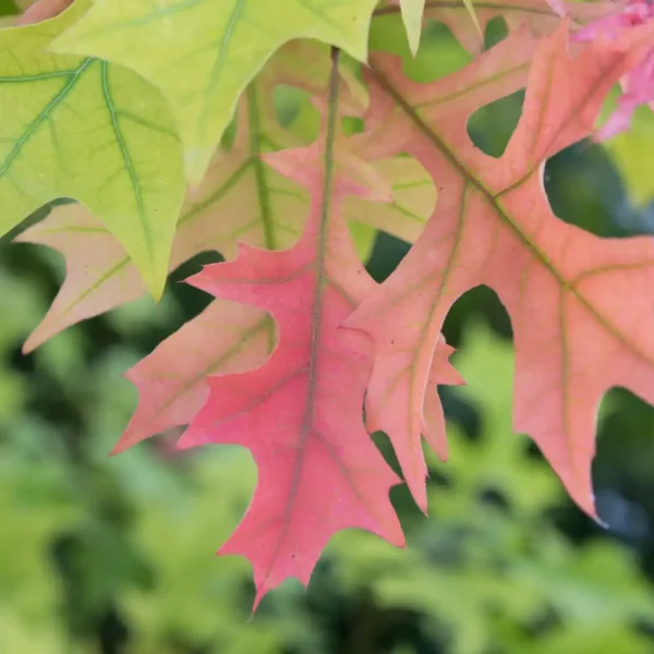 Texas Red Oak (Texas Oak) Texas Red Oak (Texas Oak)