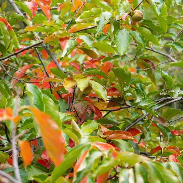 American Persimmon American Persimmon