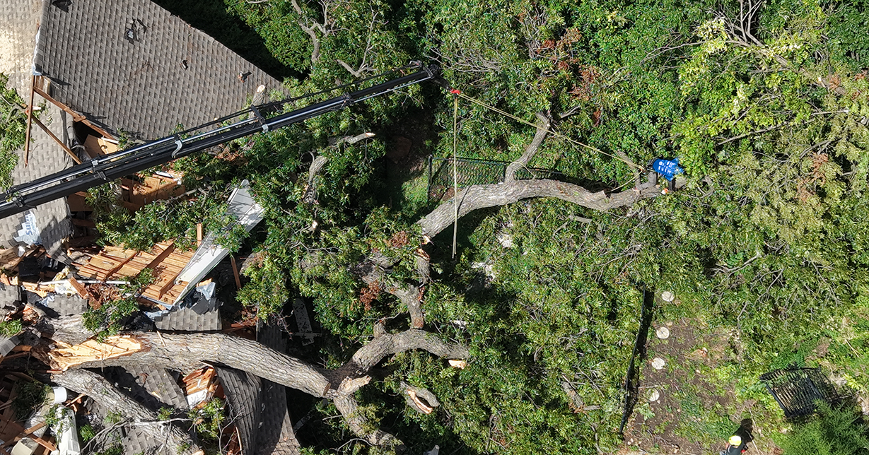 Denton Emergency Tree Services
