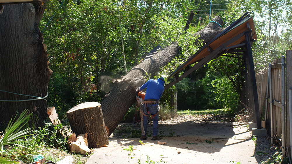 Euless Emergency Tree Services