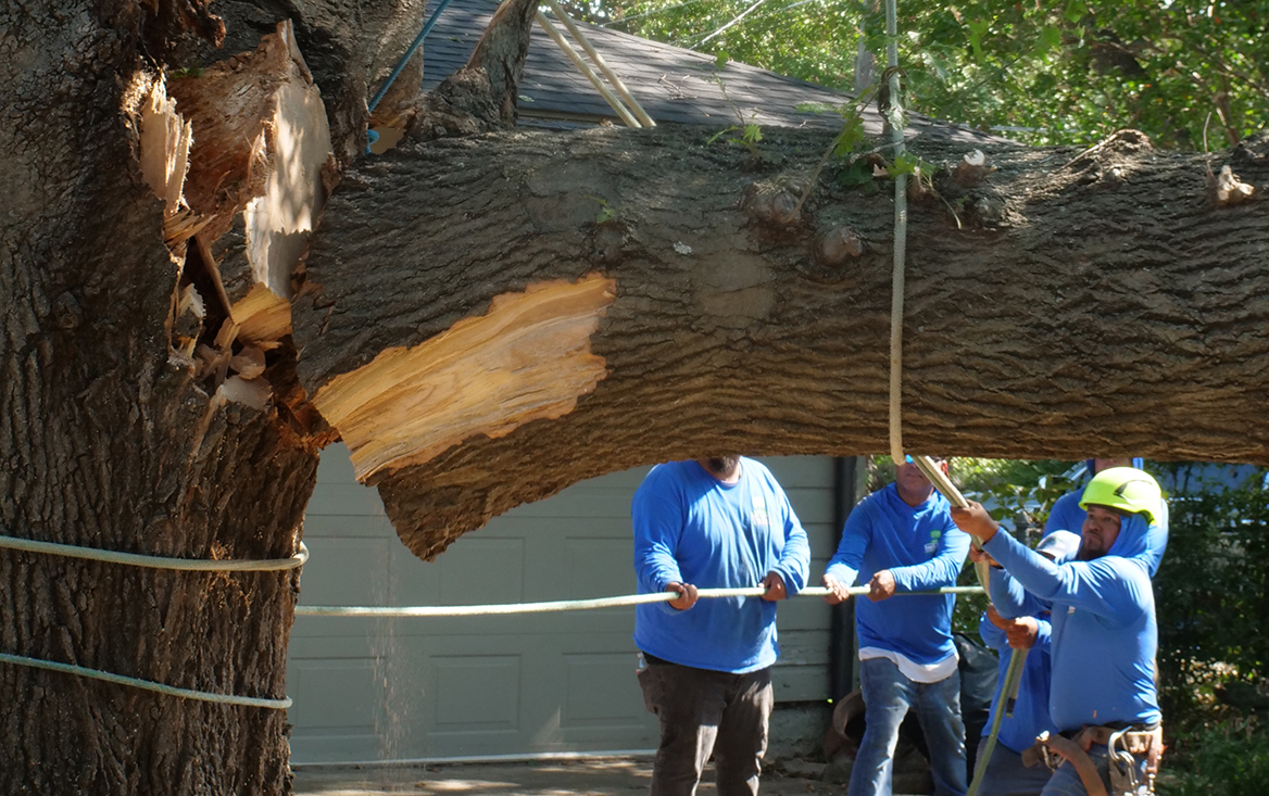 Farmers Branch Emergency Tree Services