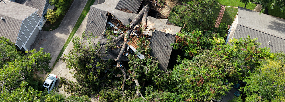 Grapevine Emergency Tree Services