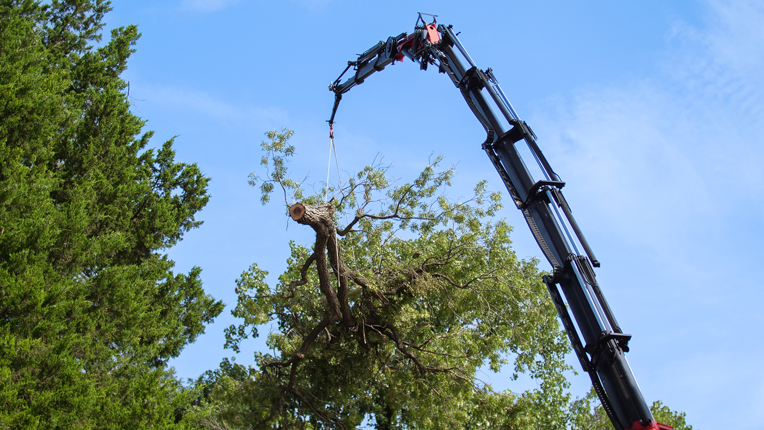 Irving Emergency Tree Services