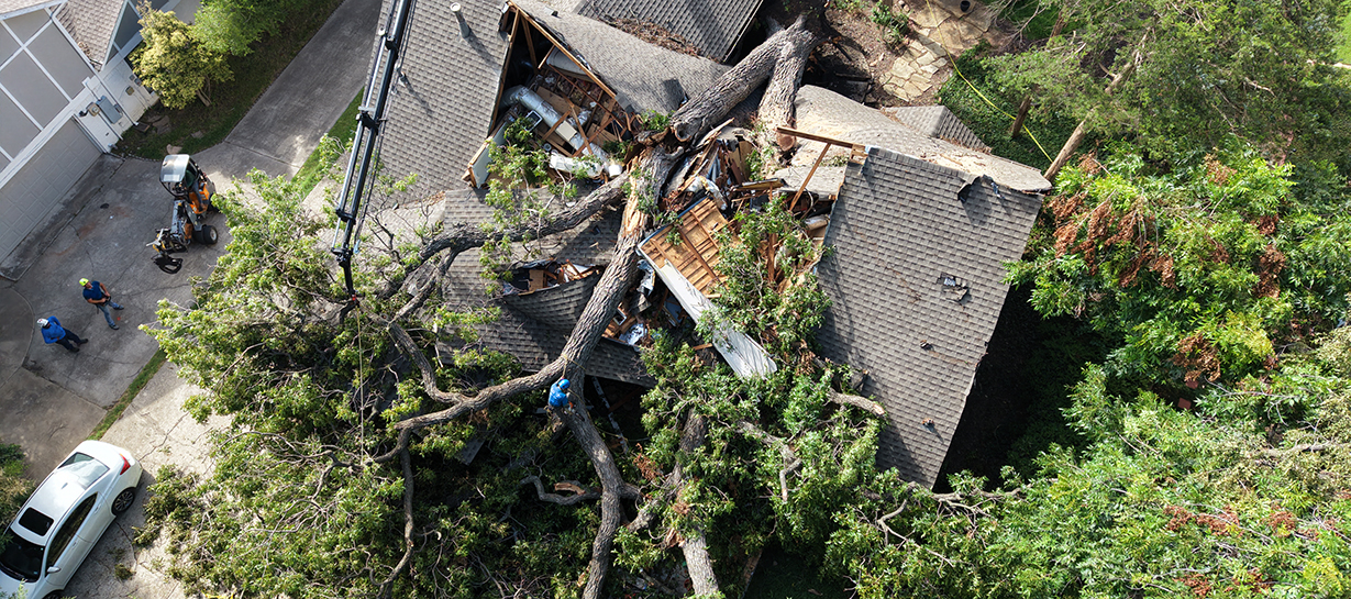 Mesquite Emergency Tree Services
