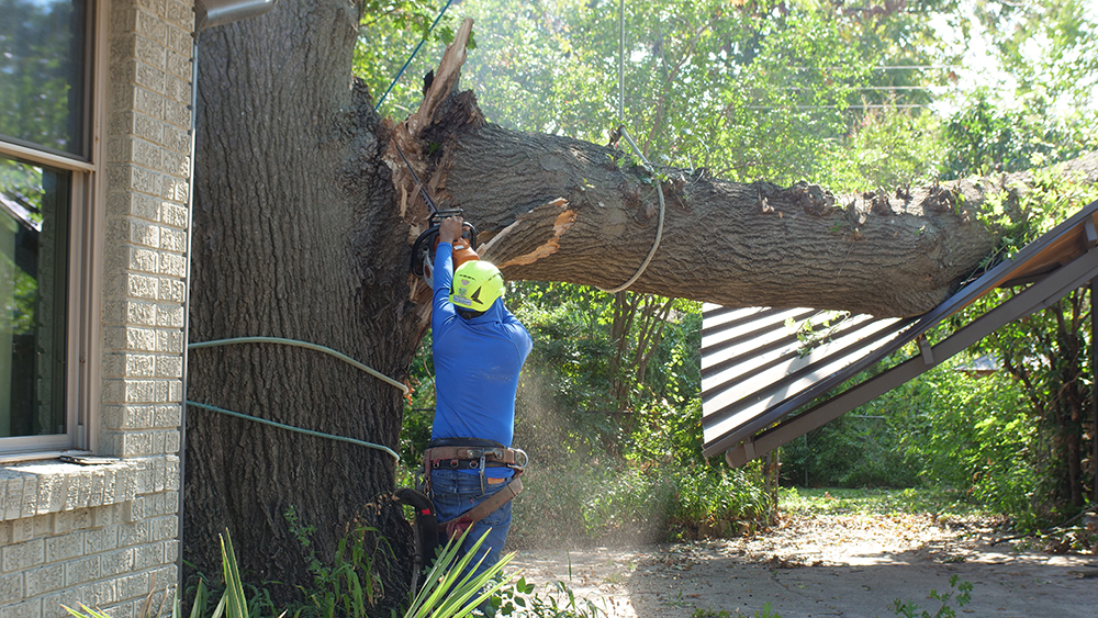 Southlake Emergency Tree Services
