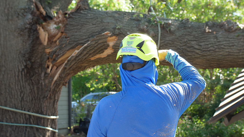 Wylie Emergency Tree Services